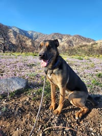 Buster - Photo 1