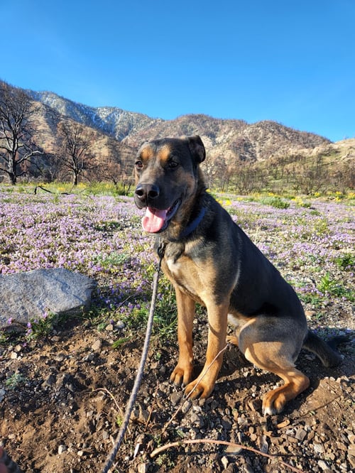 BUSTER - Staffordshire Bull Terrier / German Shepherd Dog available for adoption
