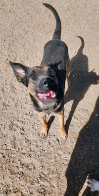 Buster - Photo 2