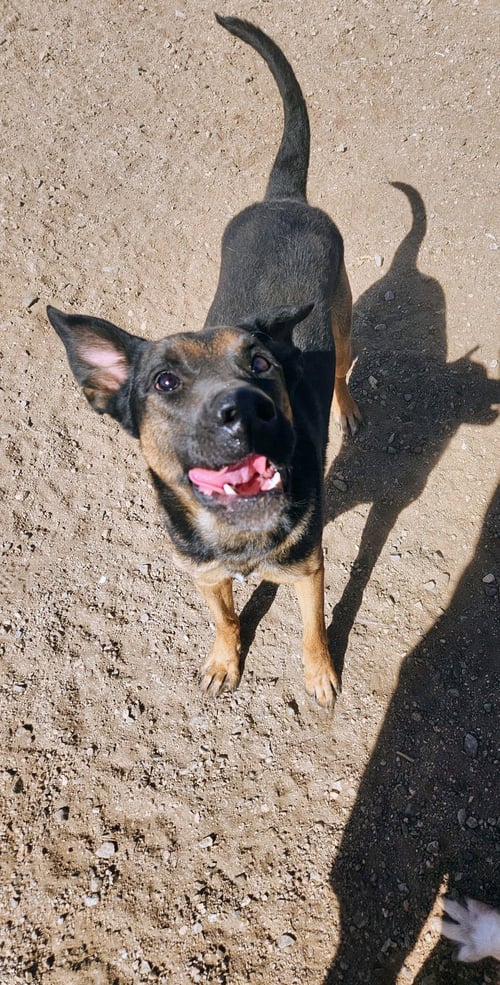 BUSTER - Staffordshire Bull Terrier / German Shepherd Dog available for adoption