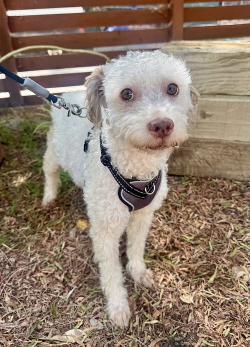 HARRY - Poodle (Standard) available for adoption