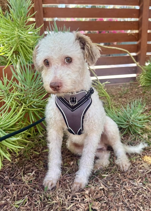 HARRY - Poodle (Standard) available for adoption