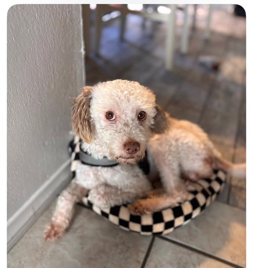 HARRY - Poodle (Standard) available for adoption