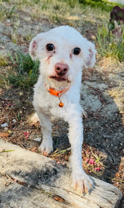 OLIVER - Poodle (Miniature) / Maltese available for adoption