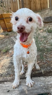 Oliver - Photo 2