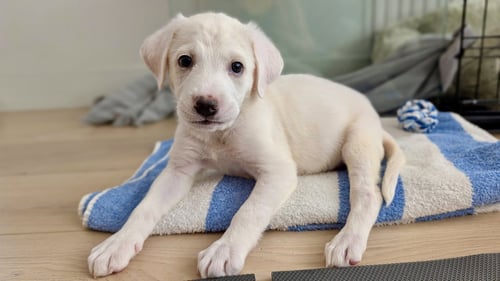 DUCKY - Labrador Retriever available for adoption