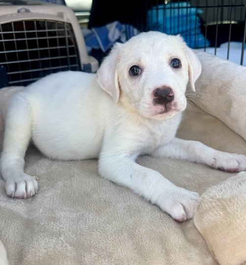 DUCKY - Labrador Retriever available for adoption