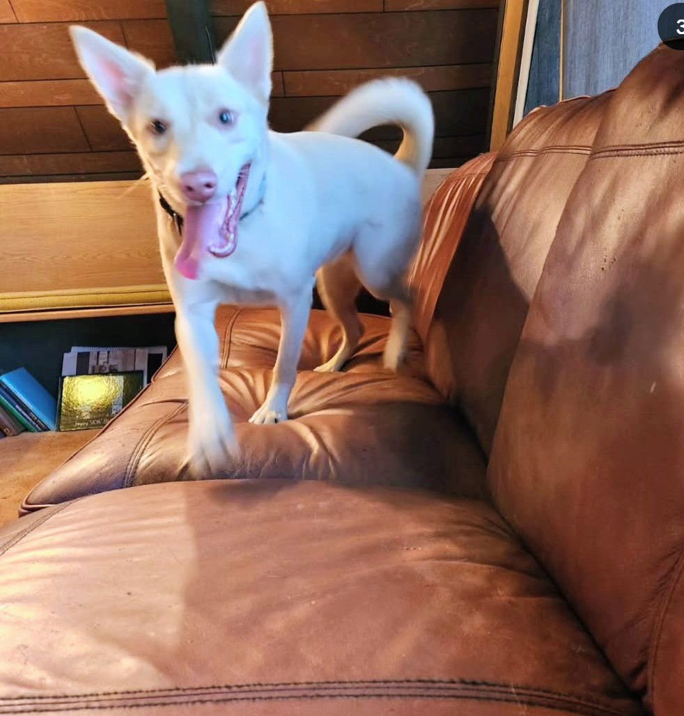 BARBIE - Australian Kelpie / Labrador Retriever available for adoption