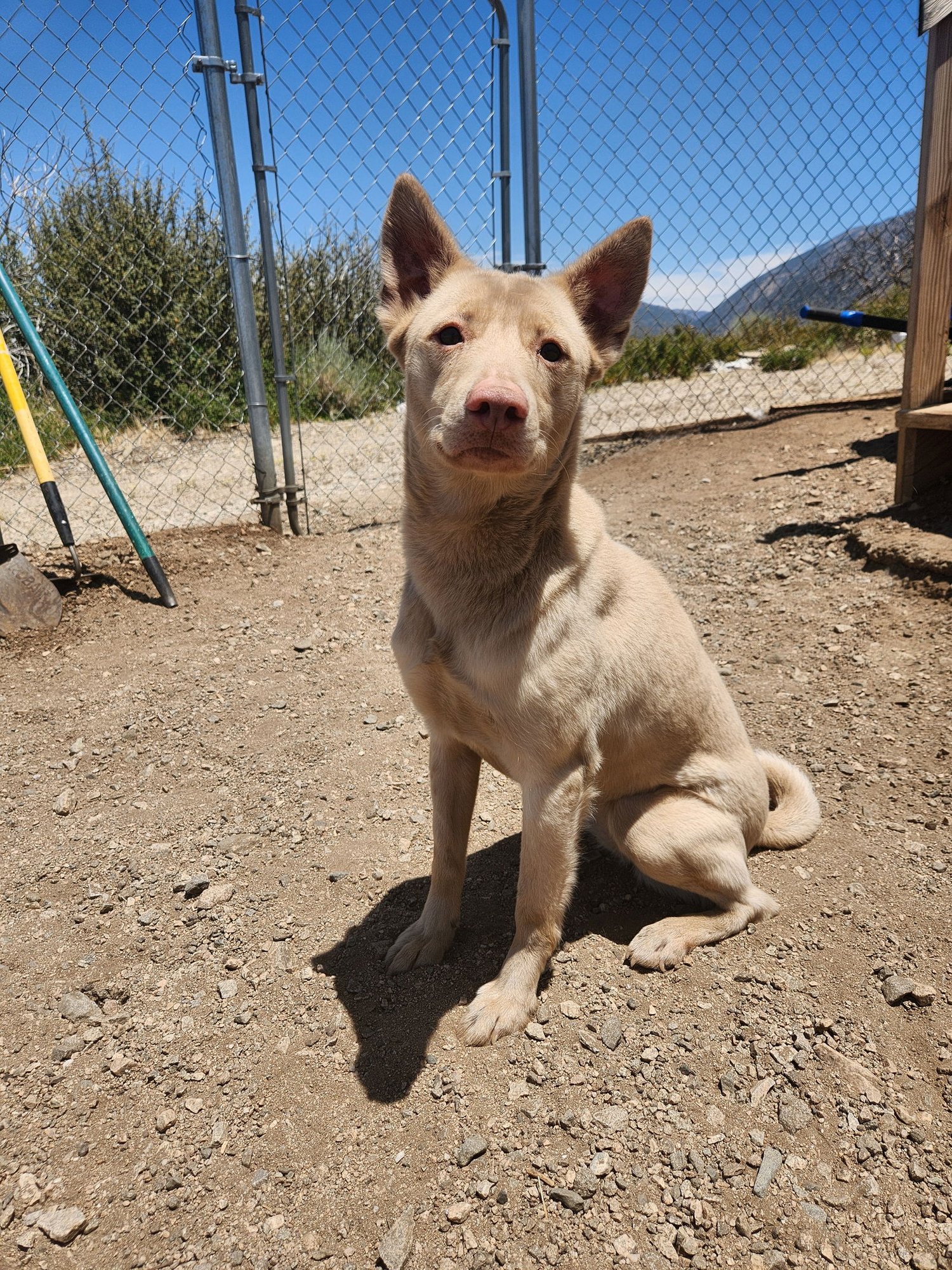 BARBIE - Australian Kelpie / Labrador Retriever available for adoption