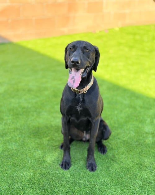THEO - Labrador Retriever available for adoption