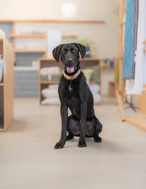 THEO - Labrador Retriever available for adoption