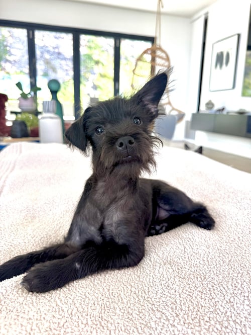 LENNOX - Terrier available for adoption