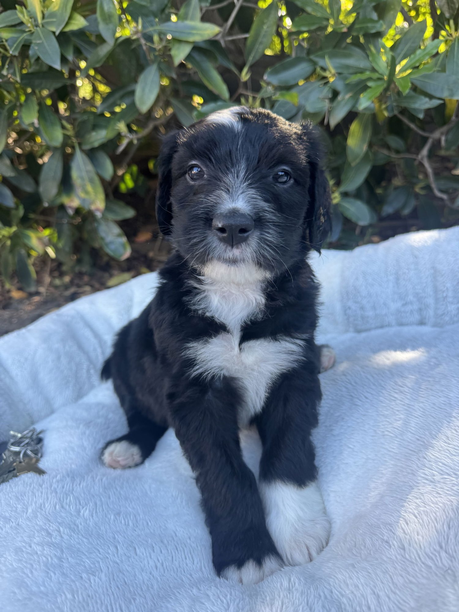 GEORGIA - Old English Sheepdog / Neapolitan Mastiff available for adoption