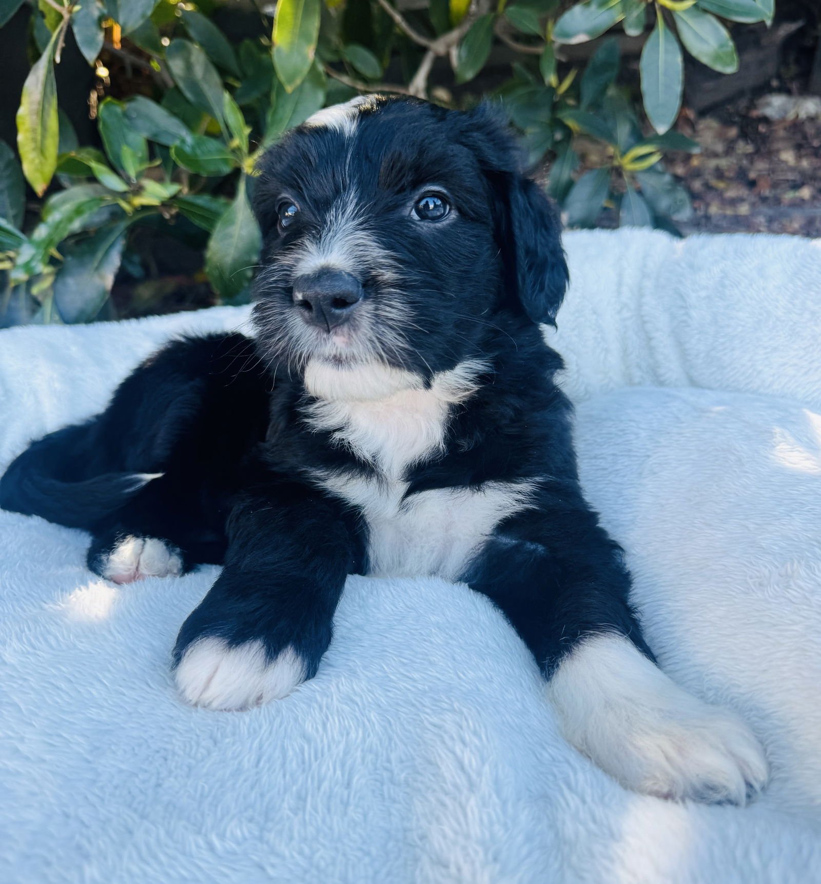 GEORGIA - Old English Sheepdog / Neapolitan Mastiff available for adoption