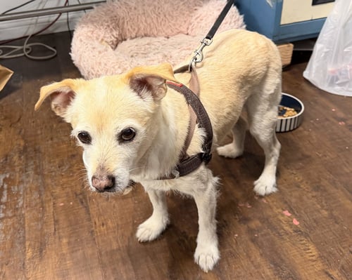 LITTLE MAN  CONTACT SYLVA - Terrier / Chihuahua available for adoption