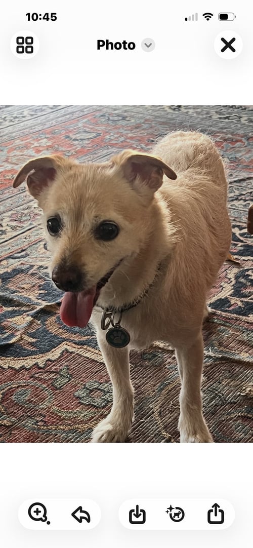 LITTLE MAN  CONTACT SYLVA - Terrier / Chihuahua available for adoption