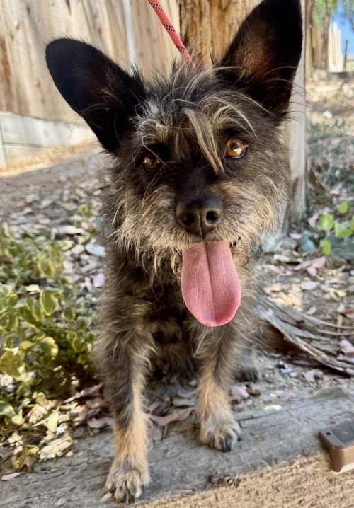 NORA - Terrier available for adoption