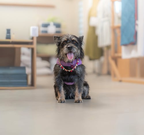 NORA - Terrier available for adoption