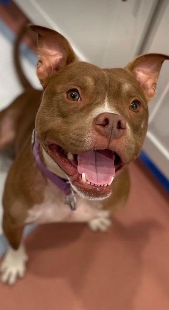 CANELO - American Pit Bull Terrier available for adoption