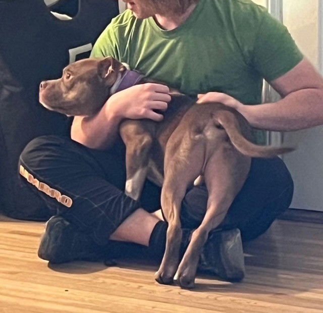 CANELO - American Pit Bull Terrier available for adoption