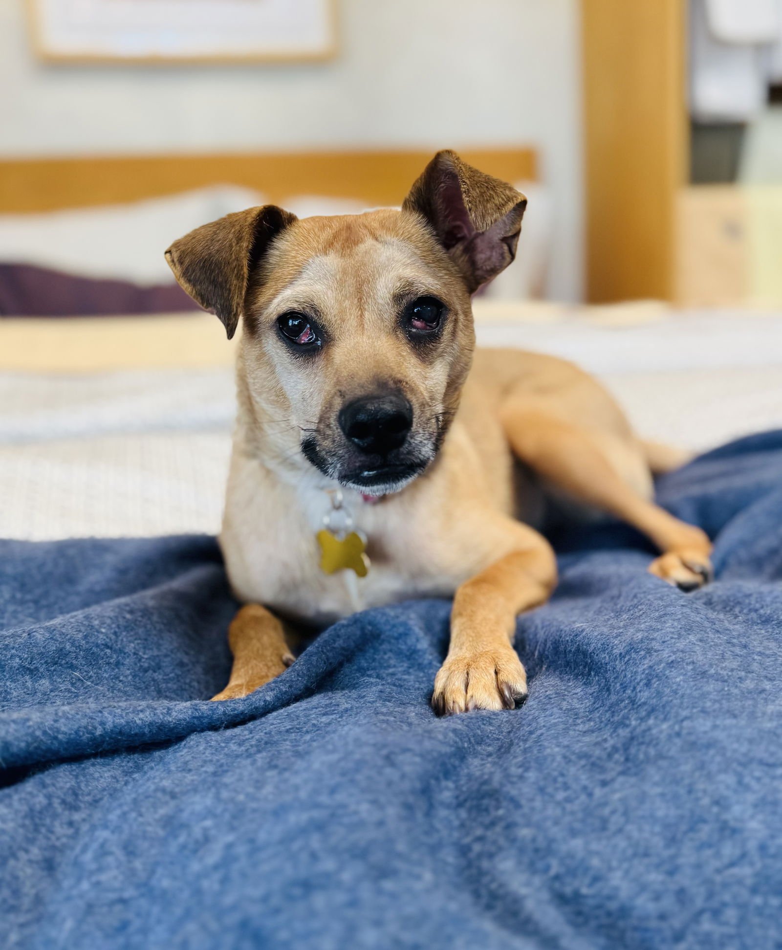 MILLIE - Chihuahua available for adoption