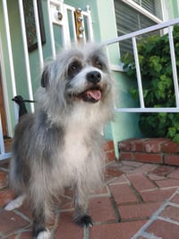 Pepper - Photo 1