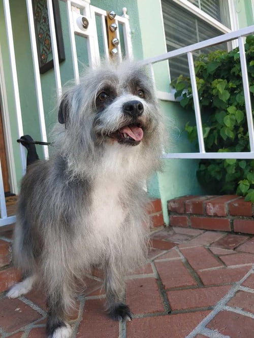 PEPPER - Terrier available for adoption