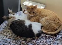 Chewie and Leia  Contact Sylva - Photo 2