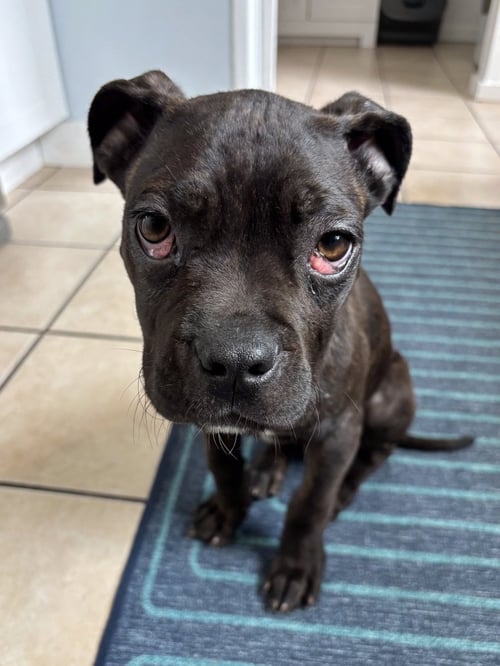 VALENTINA - Cane Corso Mastiff available for adoption
