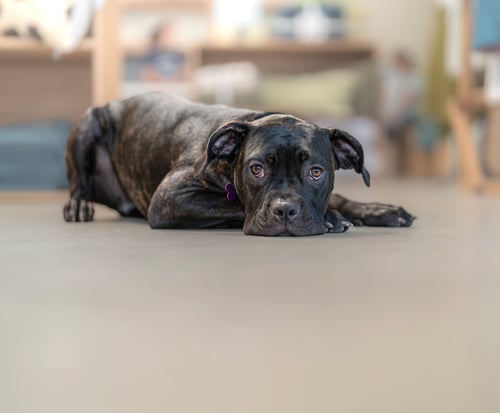 VALENTINA - Cane Corso Mastiff available for adoption