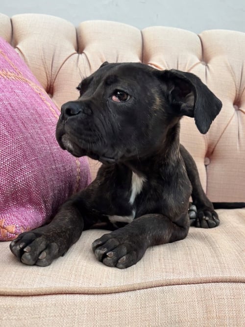 VALENTINA - Cane Corso Mastiff available for adoption