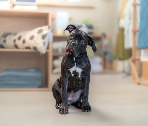 VALENTINA - Cane Corso Mastiff available for adoption