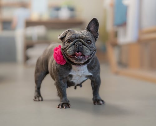PANCAKE - French Bulldog available for adoption