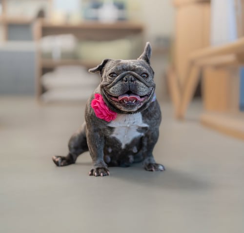 PANCAKE - French Bulldog available for adoption