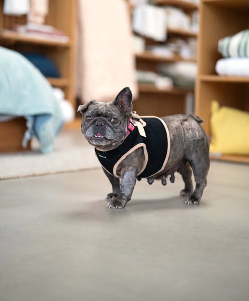 PANCAKE - French Bulldog available for adoption