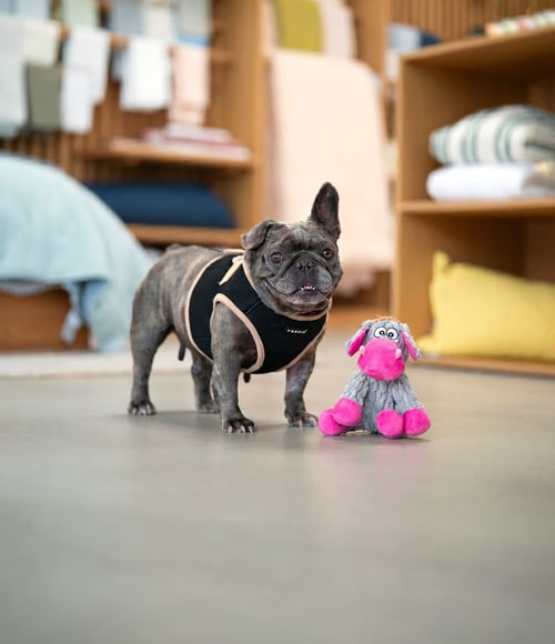 PANCAKE - French Bulldog available for adoption