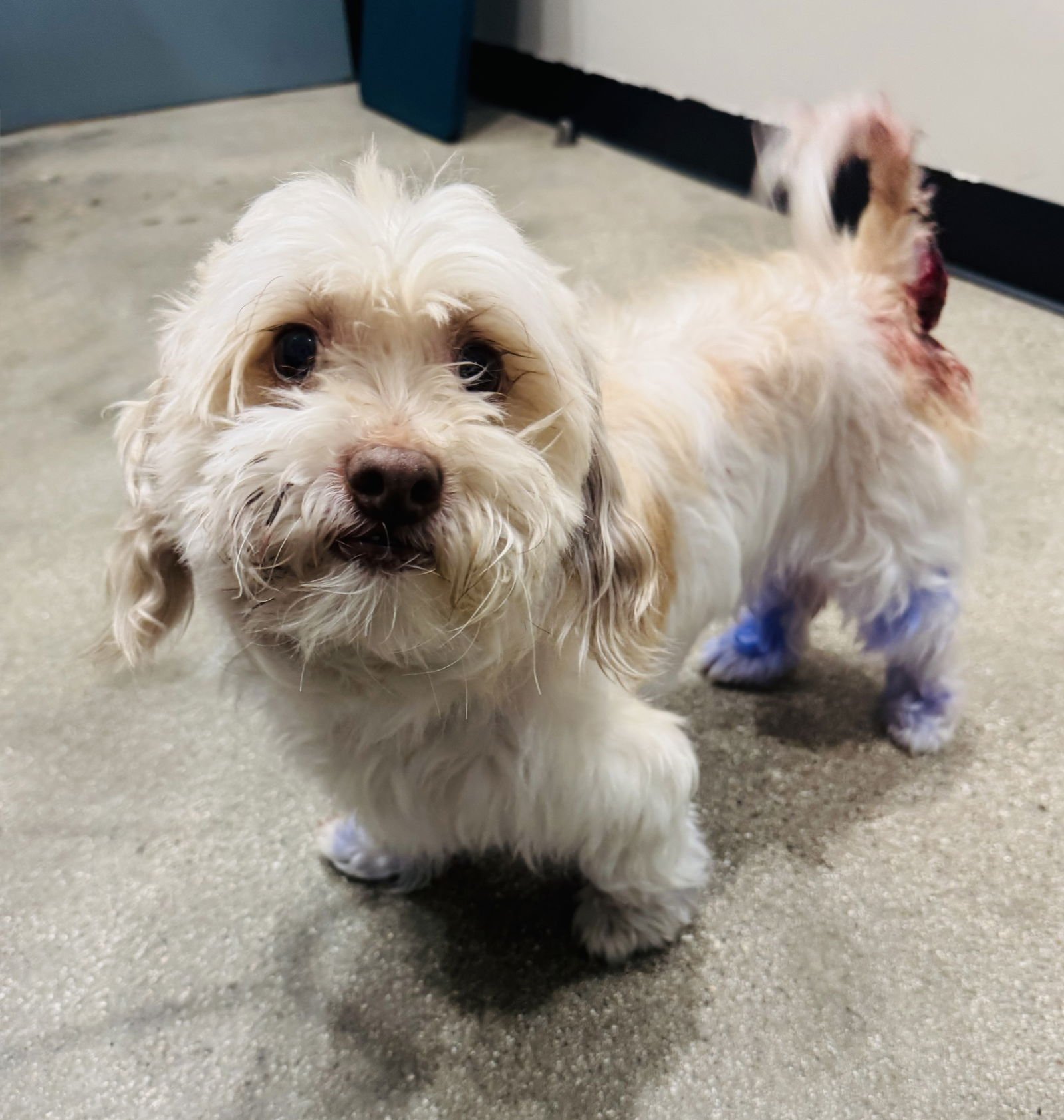 PICKLES - Maltese available for adoption