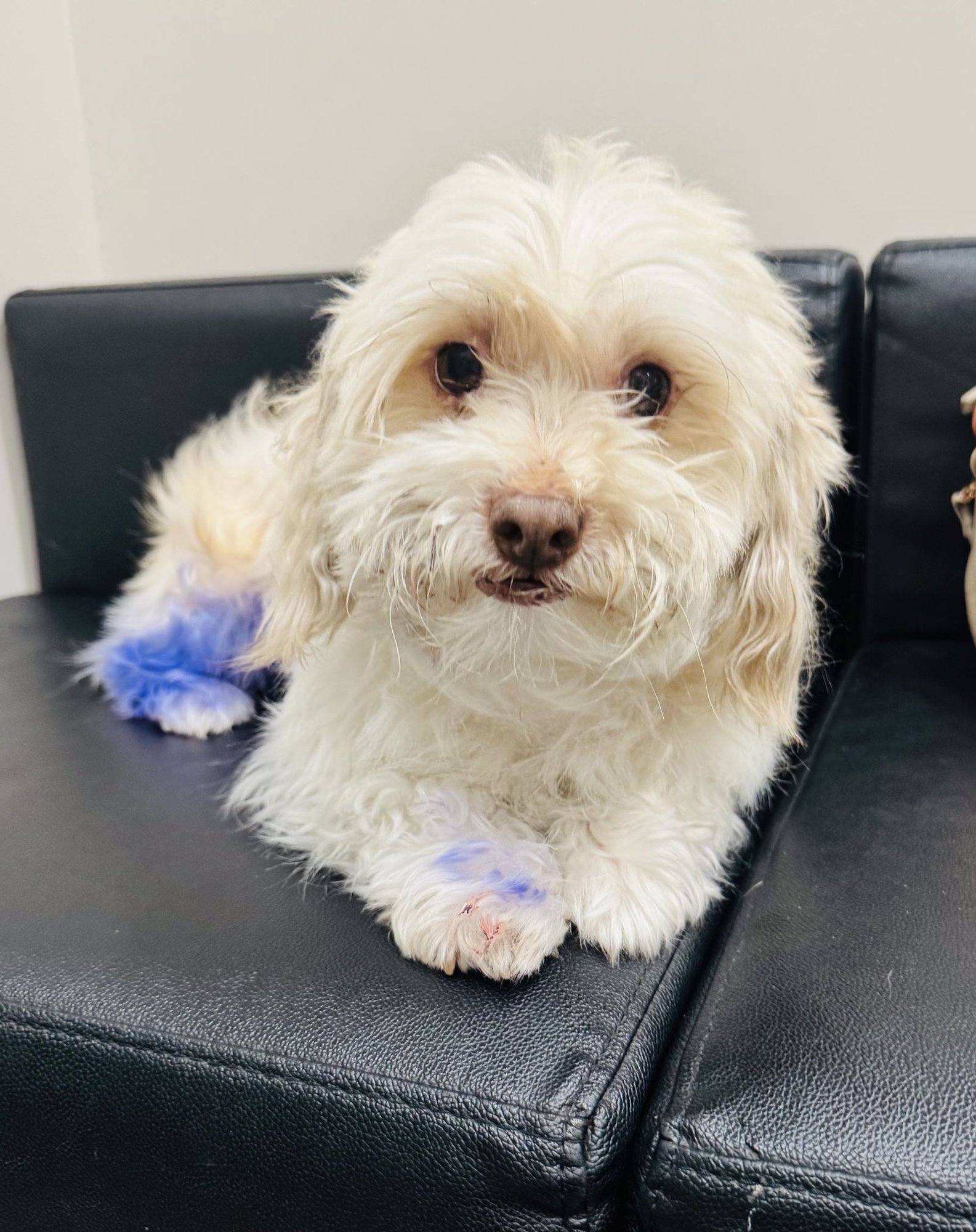 PICKLES - Maltese available for adoption