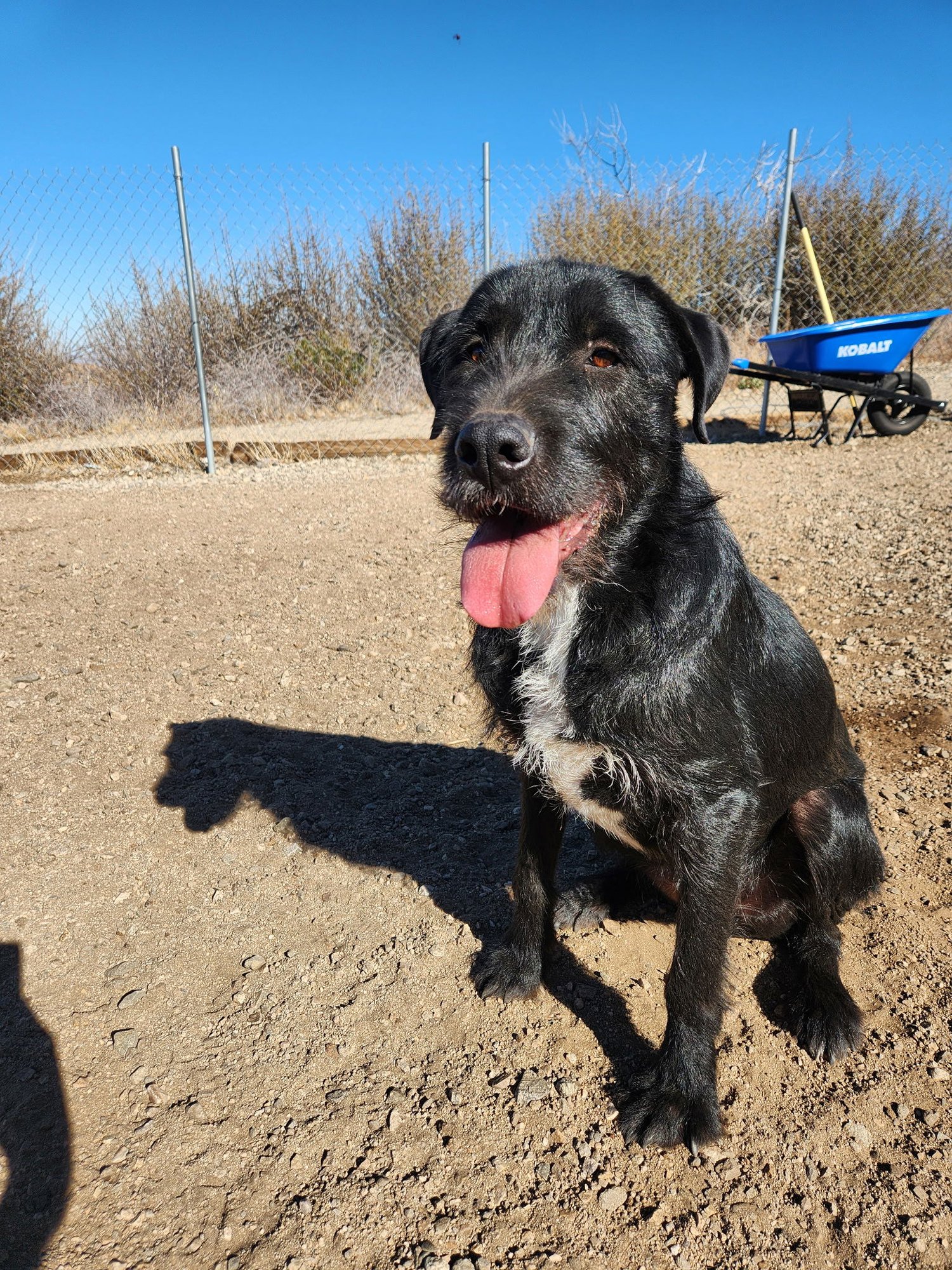 YUKO - Giant Schnauzer / Airedale Terrier available for adoption