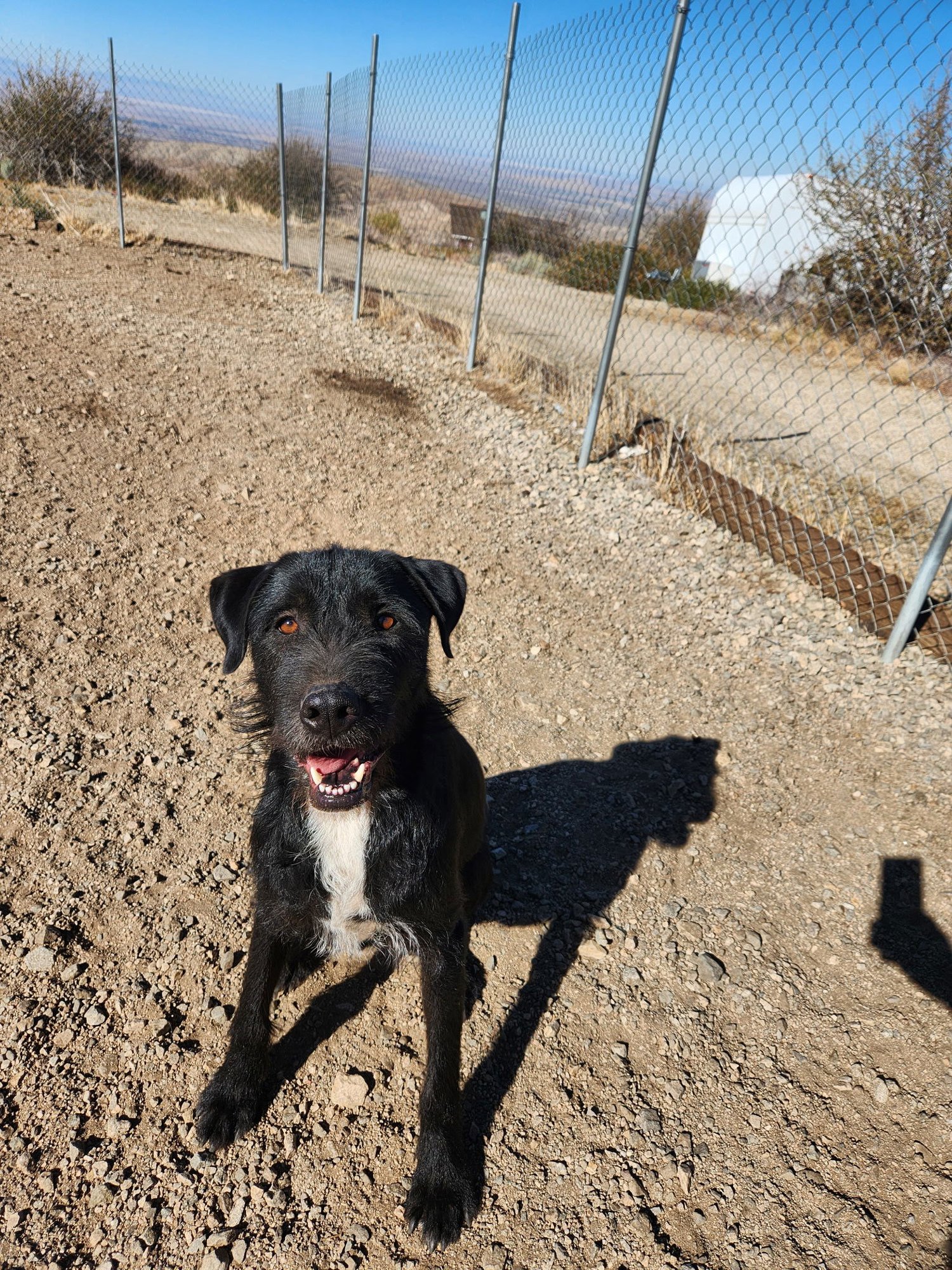 YUKO - Giant Schnauzer / Airedale Terrier available for adoption