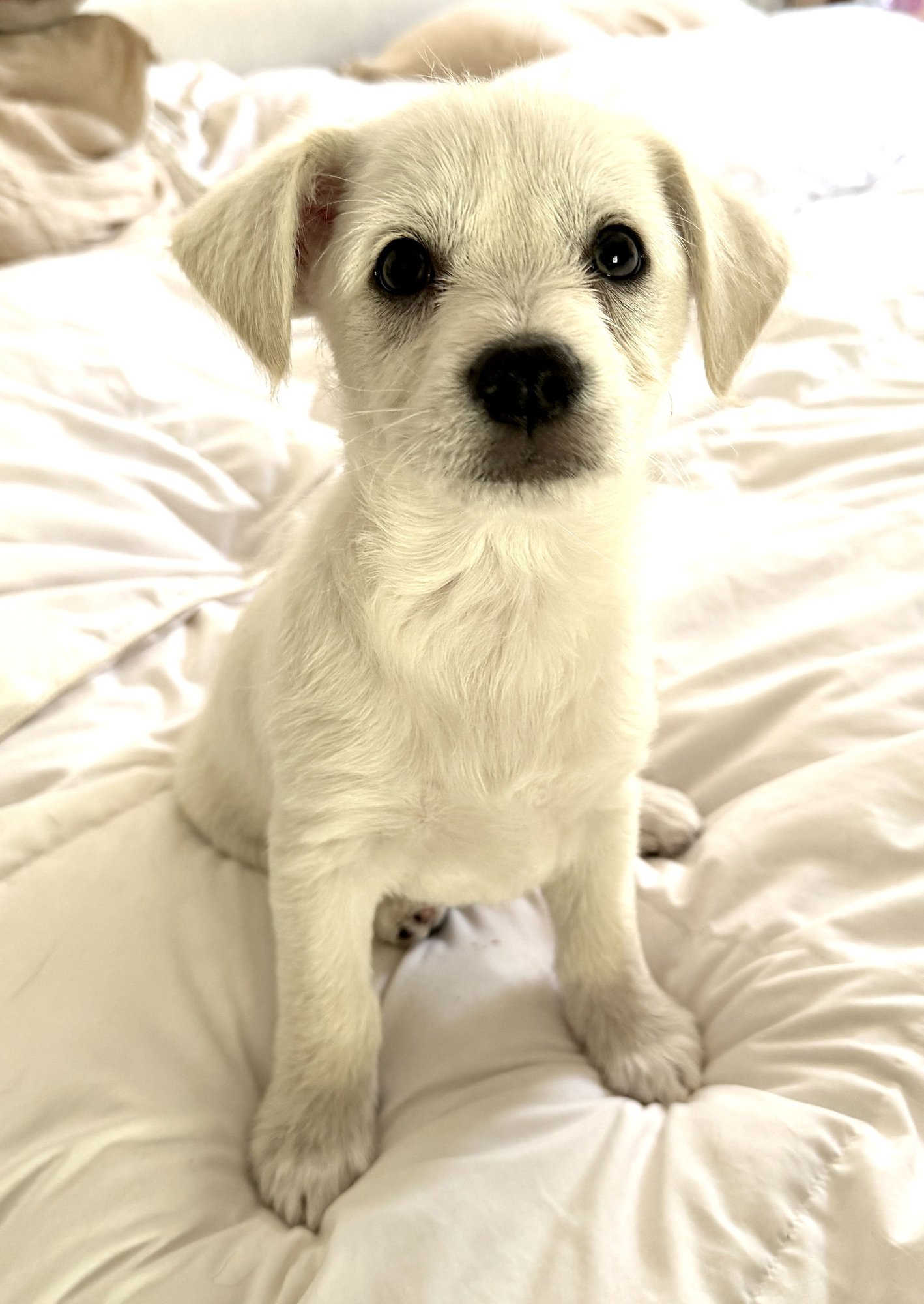 PRINCE - Collie available for adoption