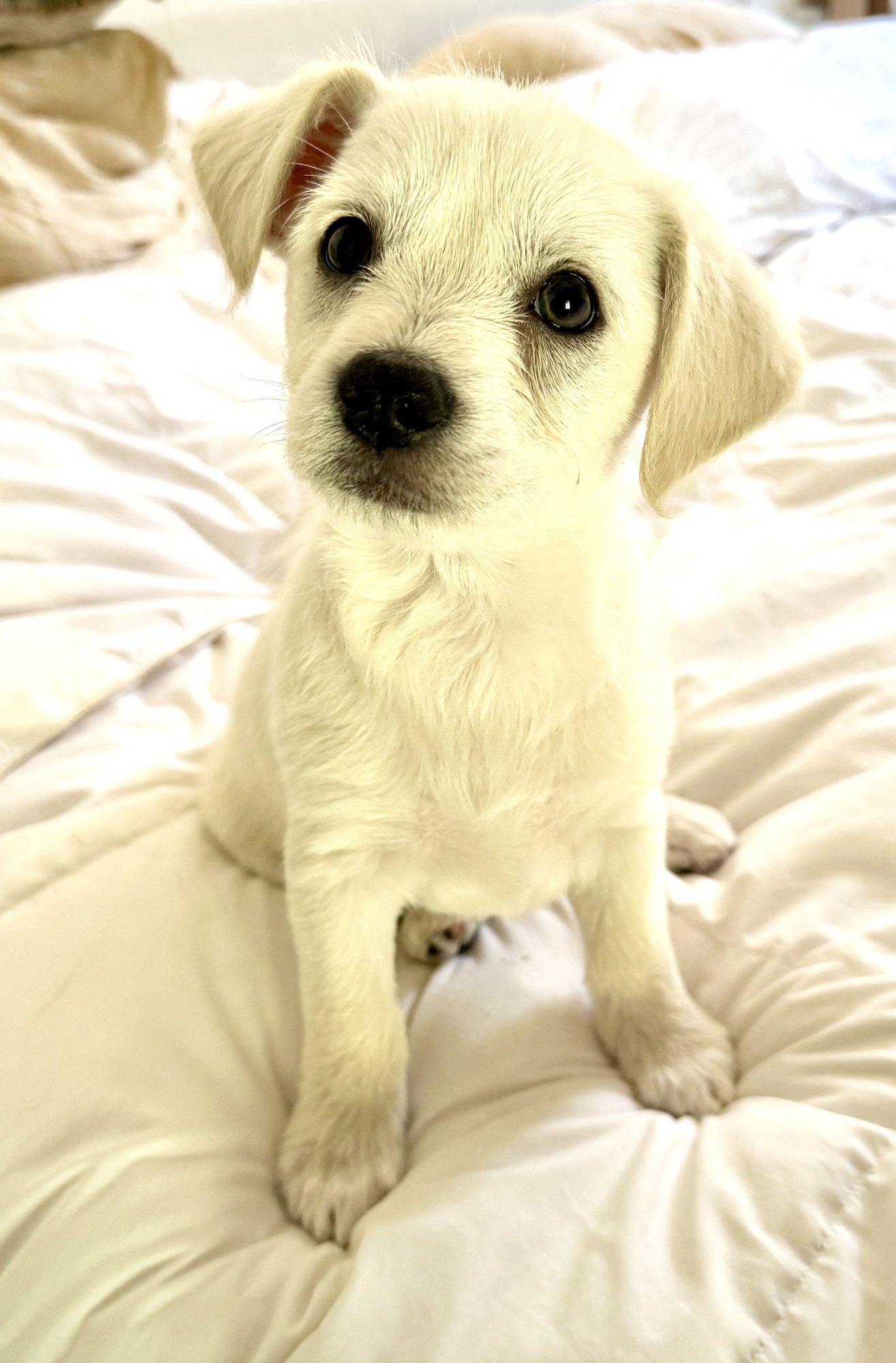 PRINCE - Collie available for adoption