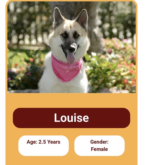 THELMA AND LOUISE - German Shepherd Dog / Husky available for adoption