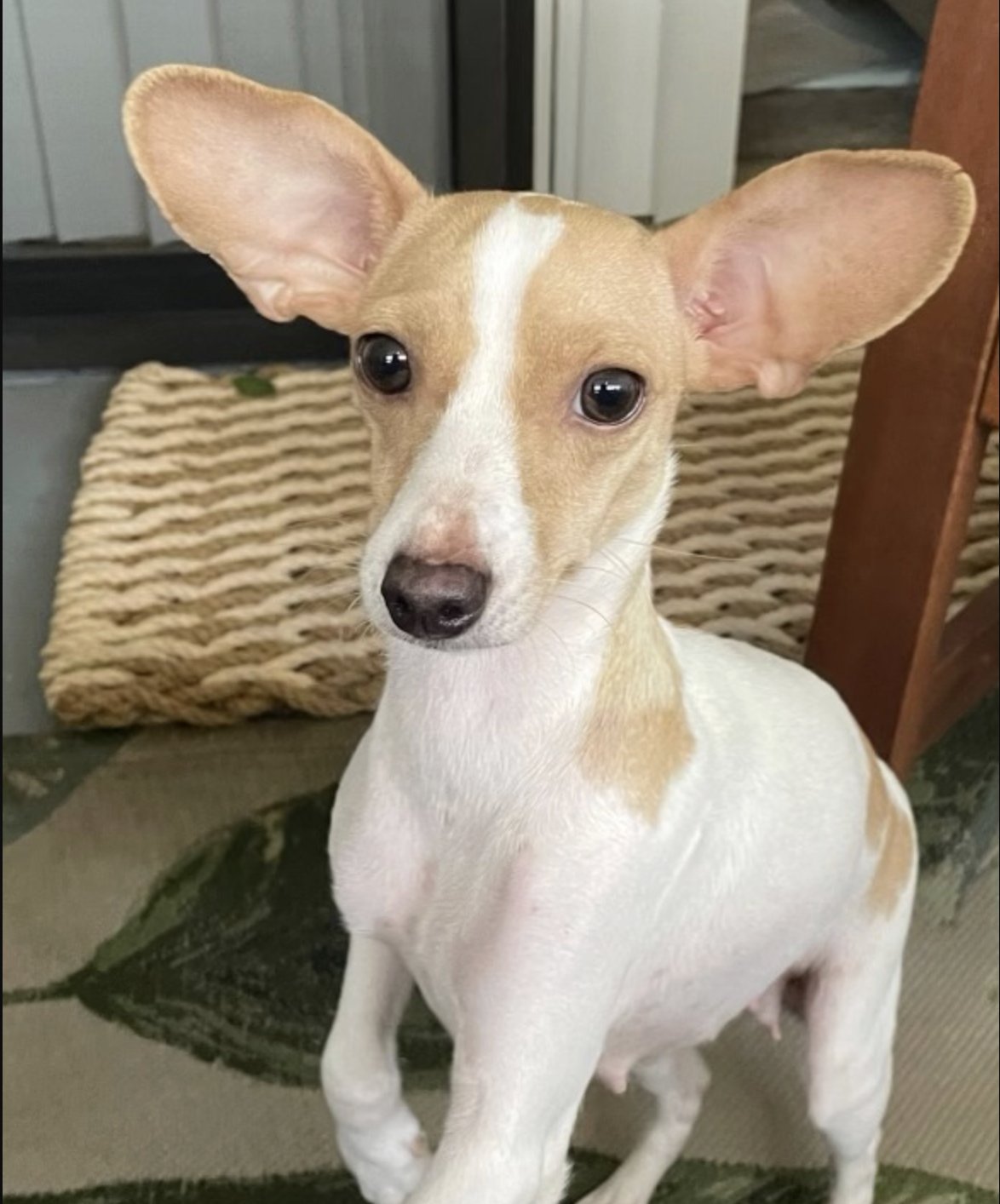 NOEL - Chihuahua available for adoption