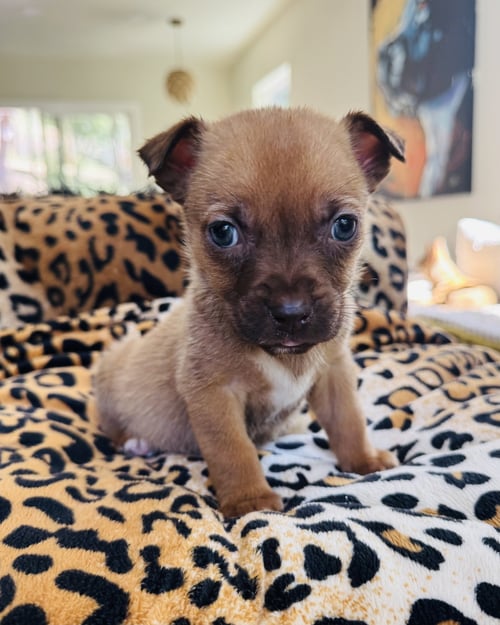 BARLEY - Chihuahua available for adoption