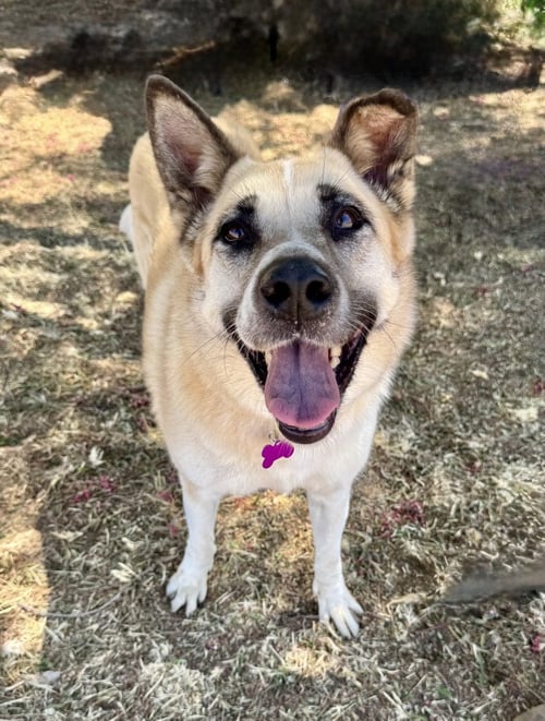 CLEOPATRA - Shepherd available for adoption