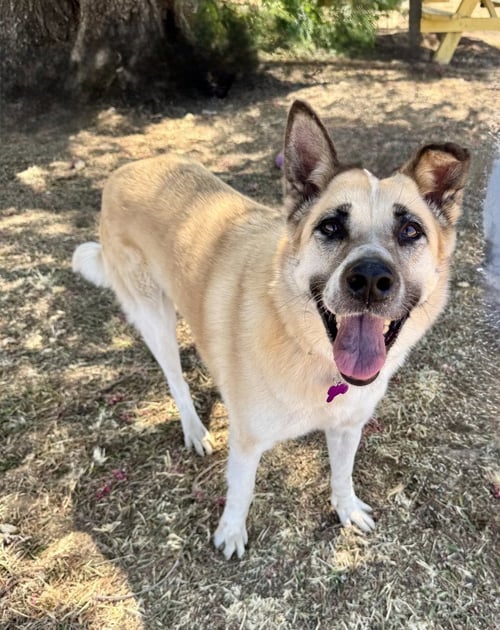 CLEOPATRA - Shepherd available for adoption