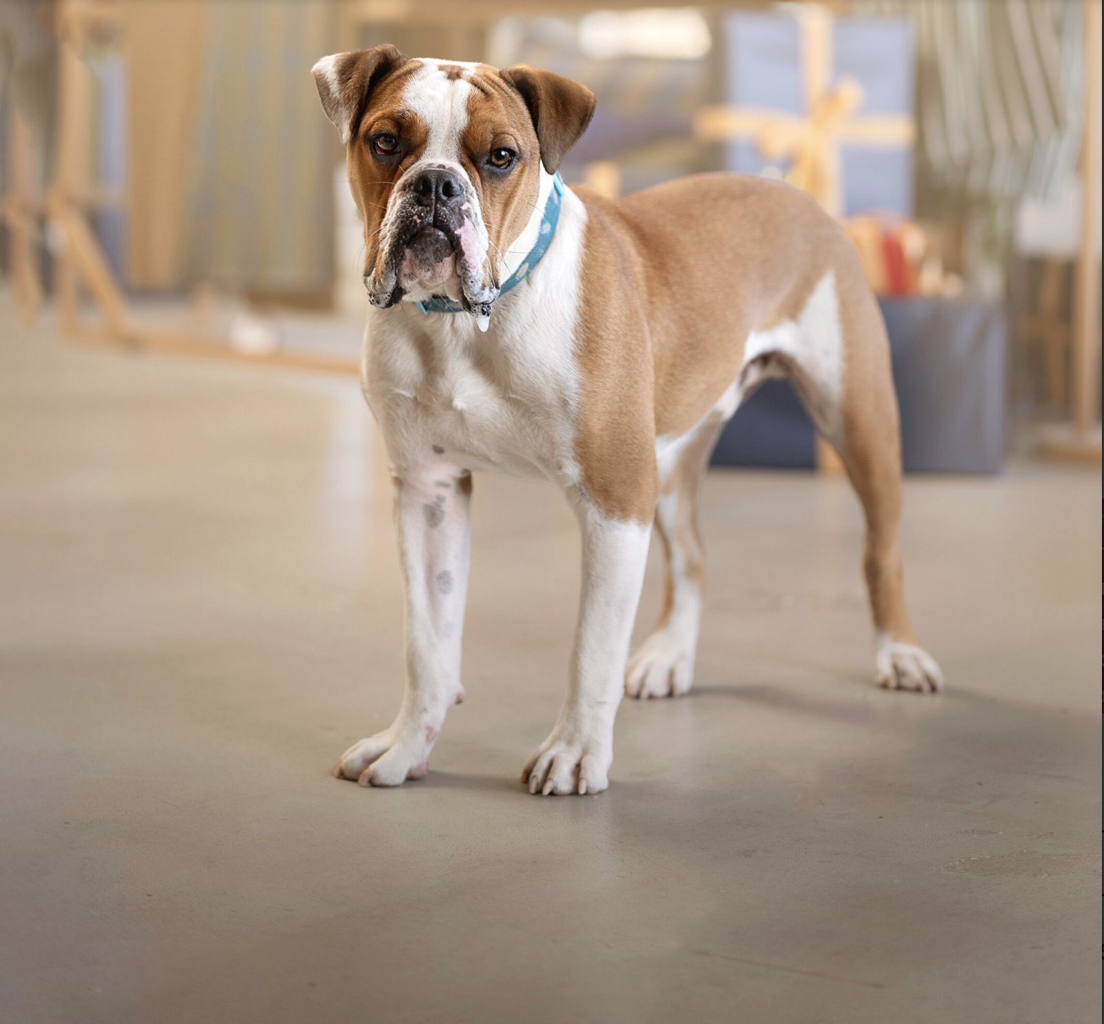 MEATBALL - Bulldog / American Bulldog available for adoption