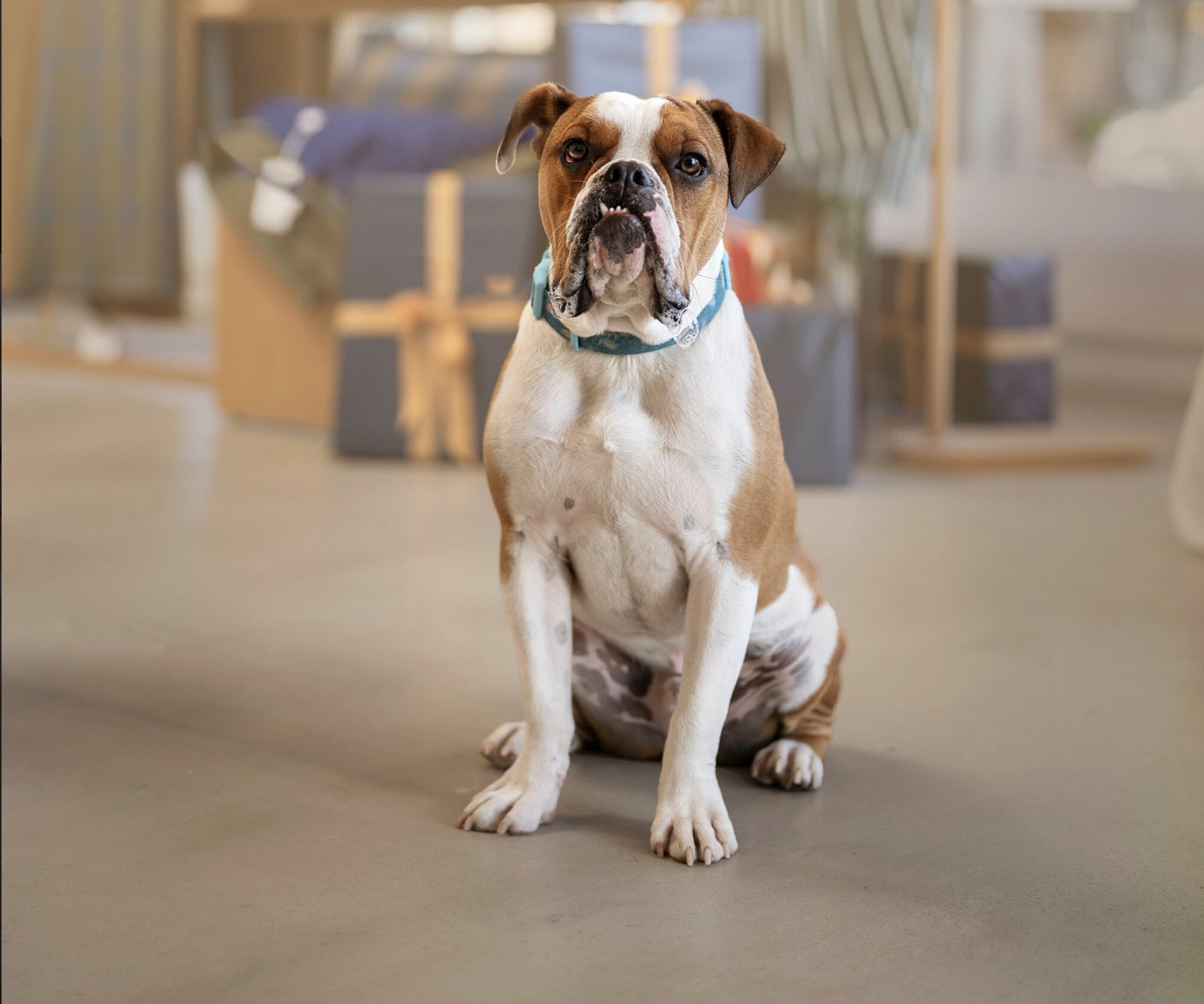 MEATBALL - Bulldog / American Bulldog available for adoption