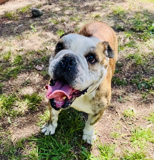 MELON - Bulldog available for adoption